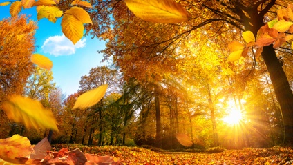 Product image for The Autumn Equinox & Yoga Online Workbook