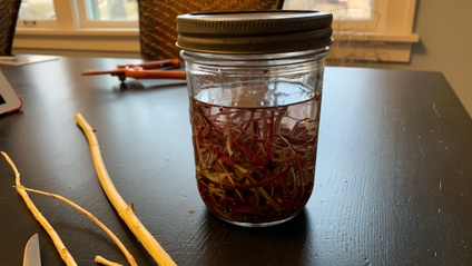 Product image for Basics of Harvesting Medicinal Barks for Medicine