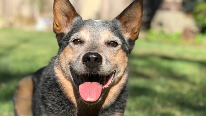 Product image for Teen/Adult Dog Training