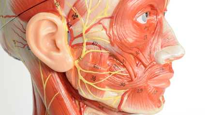 Product image for Level 4 Focus Award in Facial Anatomy and Physiology
