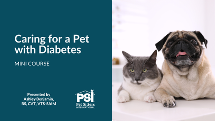 Product image for Mini Course: Caring for a Pet with Diabetes
