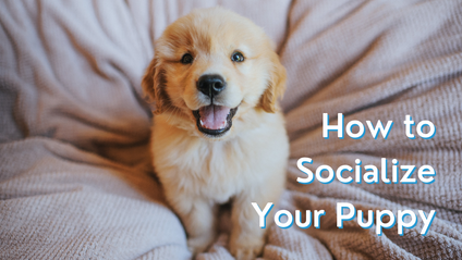 Product image for How to Socialize Your Puppy