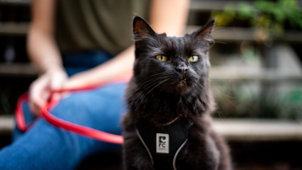 Product image for From Homebody to Trailblazer: Harness & Leash Train Your Cat for a More Enriched Life