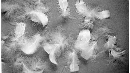 Product image for The Journey of Down and Feather Products (Supply Chain 101) 