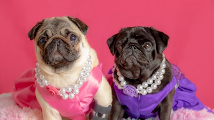 Product image for The Professional Amateur Pet Photography Full Experience