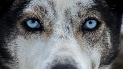 Product image for ANIMAL COMMUNICATION ACADEMY - A foundational course to develop your animal communication skills.