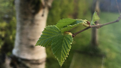 Product image for Myth and Magic of The Trees of Ireland-Birch