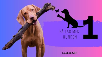 Product image for LabbeLAB - første steg