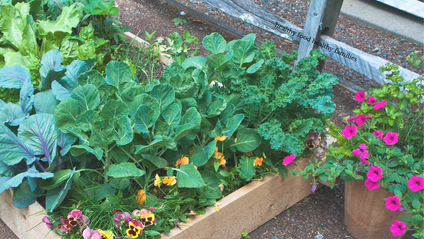 Product image for The Edible Food Garden