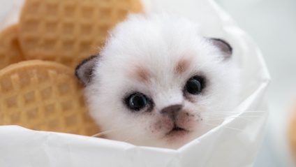 Product image for Needle Felted Kitten Head