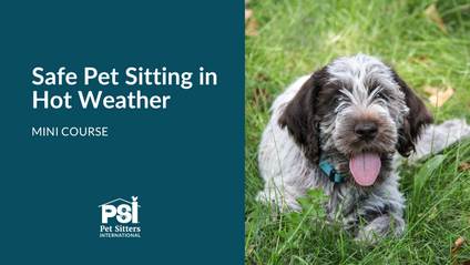 Product image for Mini Course: Safe Pet Sitting in Hot Weather