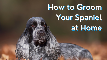 Product image for How to Groom Your Spaniel At Home