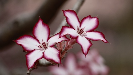 Product image for Plant Identification (165min)