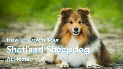 Product image for How to Groom your Shetland Sheepdog at Home