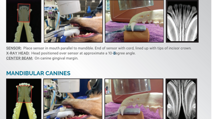 Product image for Dental X-Ray Positioning - On-Demand (Part 1&amp;2) with Live Dog and Cat Demonstration &amp; Digital Download