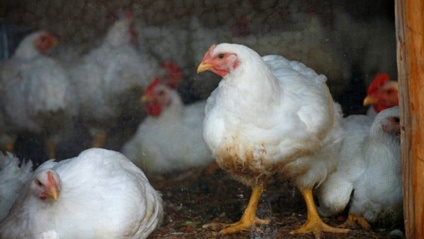Product image for 2025 Broiler On-Farm Operations Training