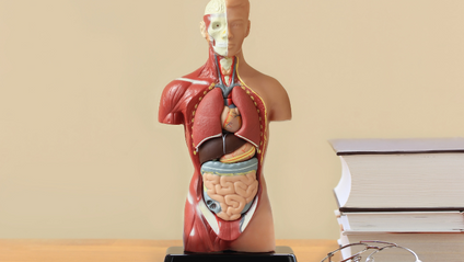 Product image for Quick Study Guide: Introduction to Anatomy & Physiology Terms and Body Regions