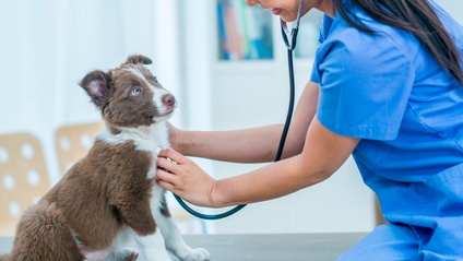 Product image for Veterinário 2023.1