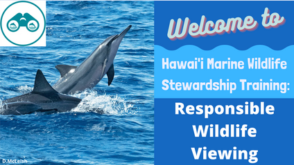 Product image for Hawai'i Marine Wildlife Stewardship Training: Responsible Wildlife Viewing