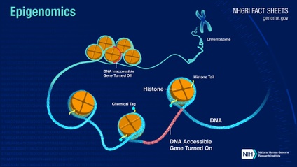 Product image for Epigenetics & the Epigenome:  The Reason Nutrition, Supplementation, & Peptide Therapy Matter