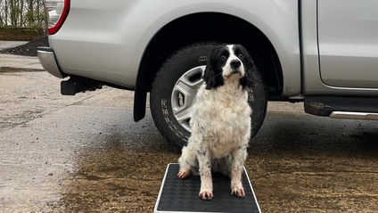 Product image for Puppy Basics & Placeboard