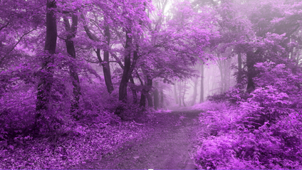Product image for Fairy Reiki
