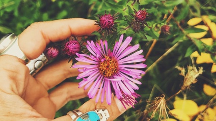 Product image for Exploratory Herbal Mentorship Fall 2024