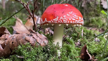Product image for Čarobna Muška