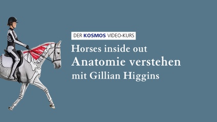 Product image for Video-Kurs Anatomie verstehen – Horses inside out mit Gillian Higgins