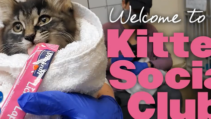 Product image for CABQ Animal Welfare Kitten Social Club