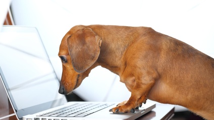 Product image for Canine Abdominal Ultrasound Video Library