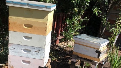 Product image for How to Split Your Beehive Successfully:  Easy Splits for a Backyard Beekeeper