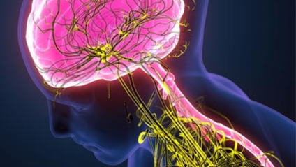 Product image for Nervous System Regulation