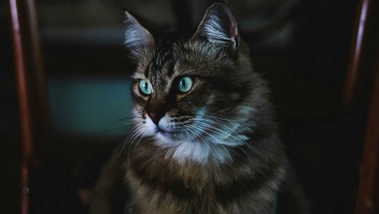 Product image for NestJS Microservices