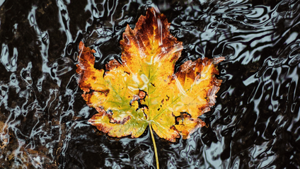 Product image for From Ragged to Resilient