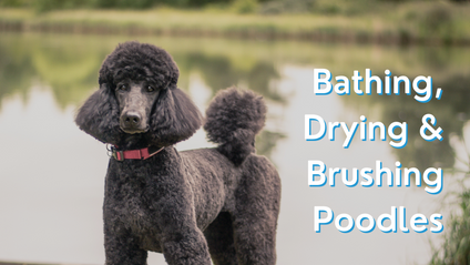 Product image for Bathing, Drying and Brushing Poodles