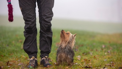 Product image for Hind leg control