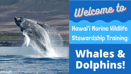 Product image for Hawai'i Marine Wildlife Stewardship Training: Whales & Dolphins