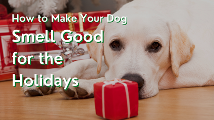Product image for How To Make Your Dog Smell Good for the Holidays