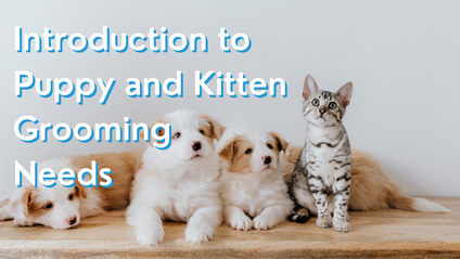 Product image for Introduction to Puppy and Kitten Grooming Needs