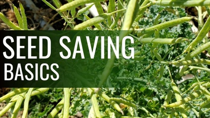Product image for Basics of Seed Saving