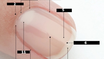 Product image for Fingernail Anatomy 