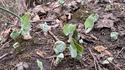 Product image for Early Spring Plant Walk 