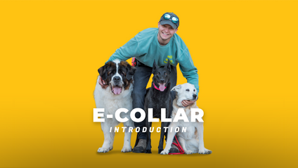 Product image for E collar Introduction