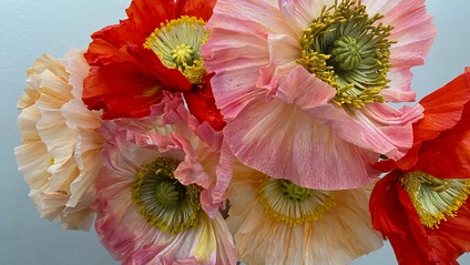 Product image for Icelandic Poppy