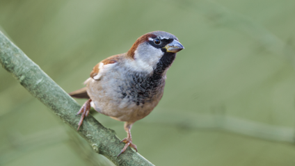 Product image for Natuurinclusief beleid maken voor gemeenten