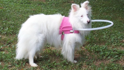 Product image for Understanding Blind Dogs Webinar Series
