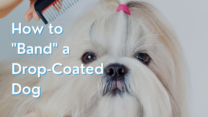 Product image for How to "Band" a Drop-Coated Dog