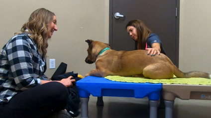 Product image for Get Vet Ready: Foundations for Canine Cooperative Care PREVIEW