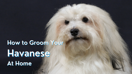 Product image for How To Groom Your Havanese At Home